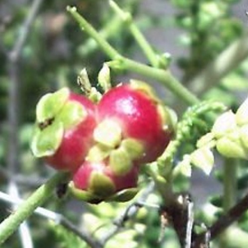 fitogemmoterapia_dottoressa Minoia Grazia